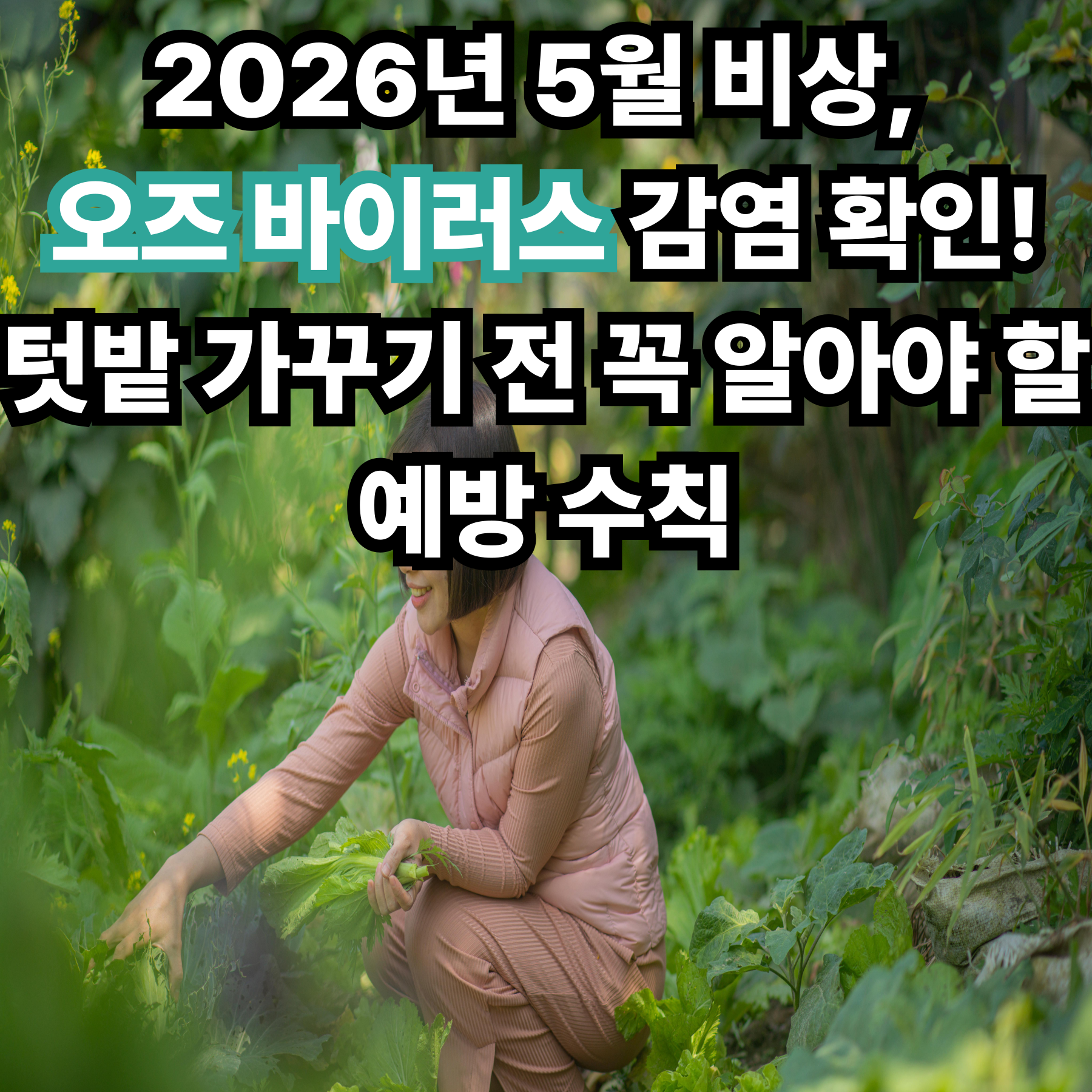 국내 첫 오즈 바이러스 감염 확인